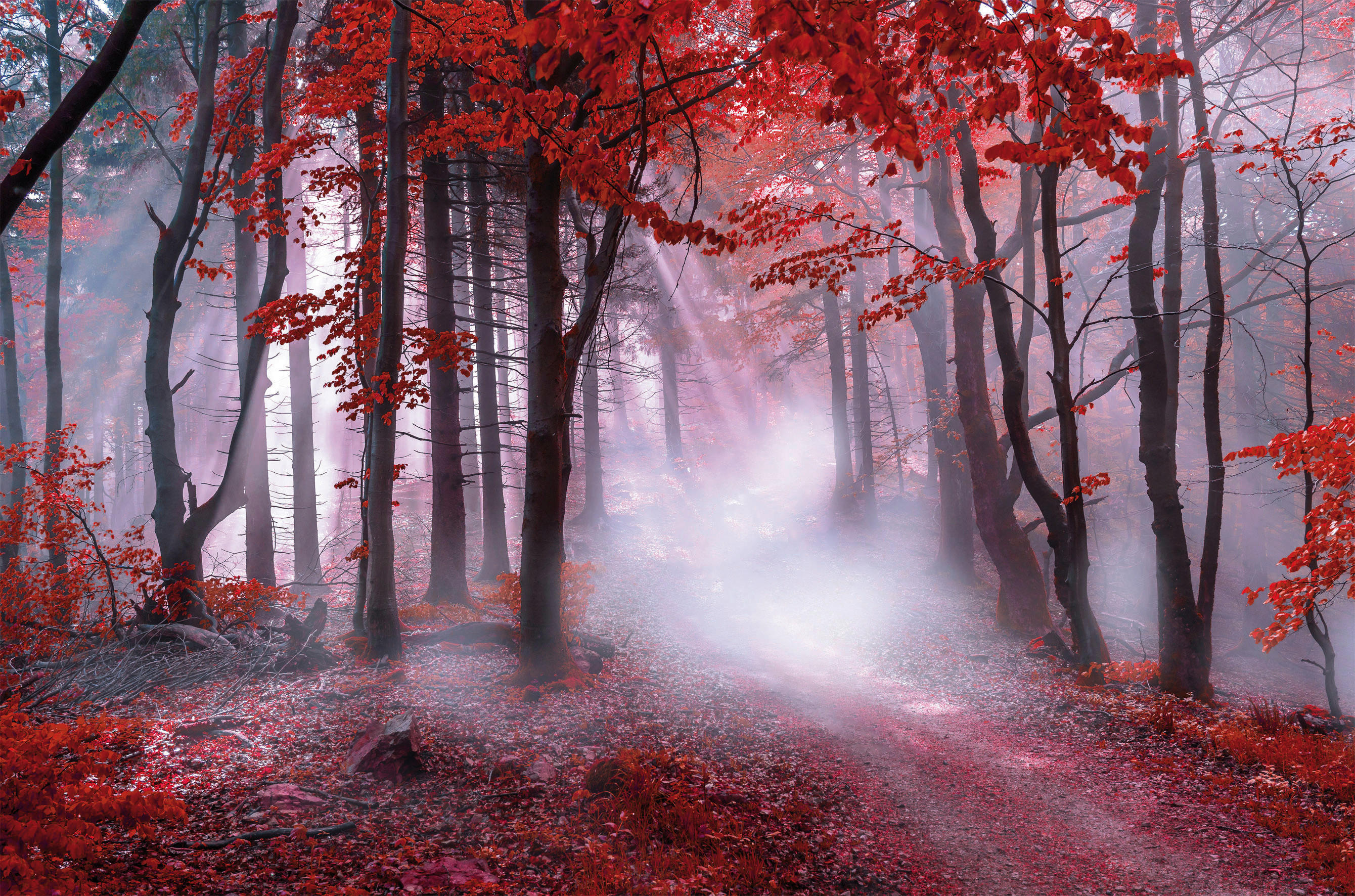 Bönninghoff Keilrahmenbild Wald B/L: ca. 118x78 cm Keilrahmenbild 78x118cm - (118,00/78,00cm) - Bönninghoff