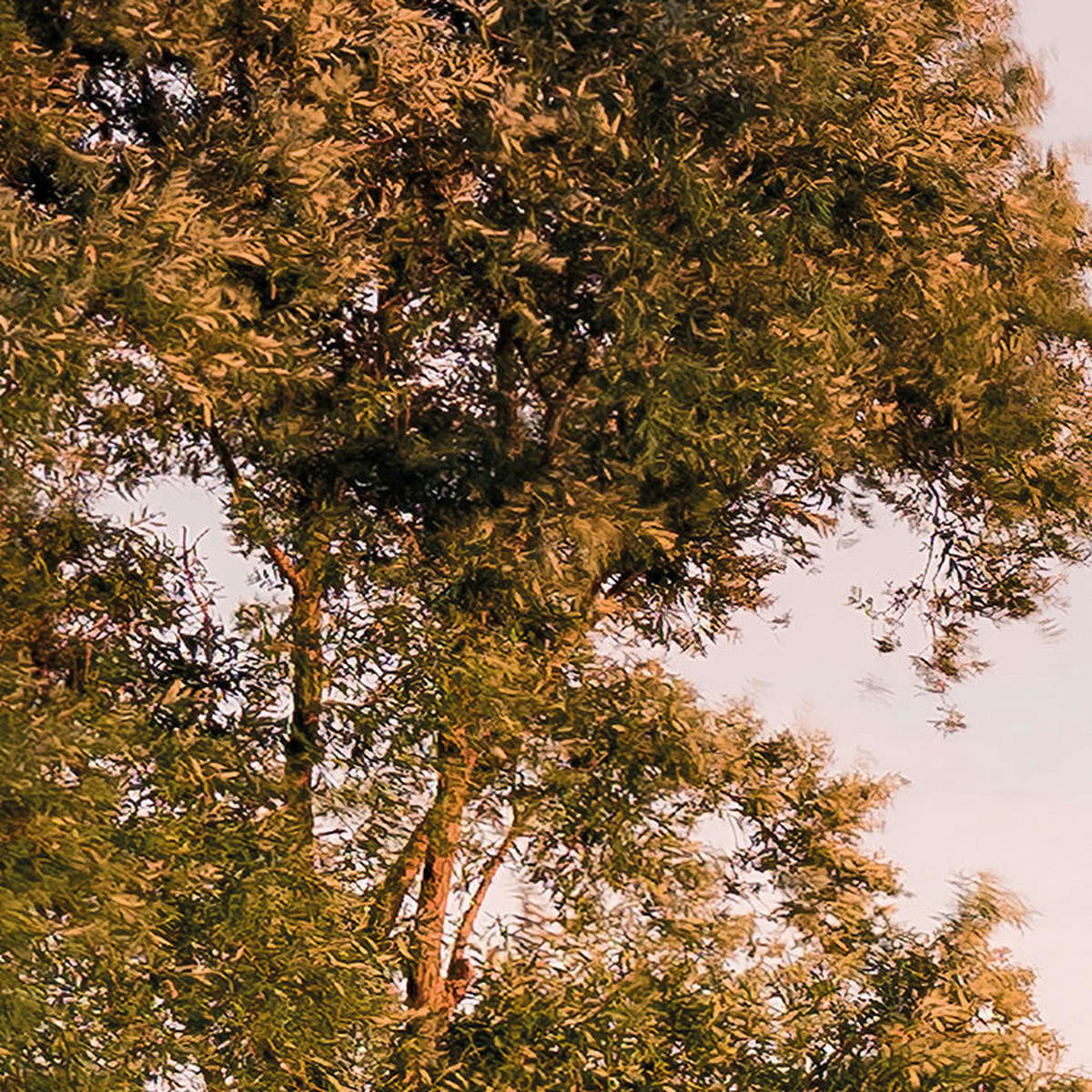 Komar Fototapete Tage wie Diese B/L: ca. 450x280 cm Tage wie Diese - (450,00/280,00cm) - Komar