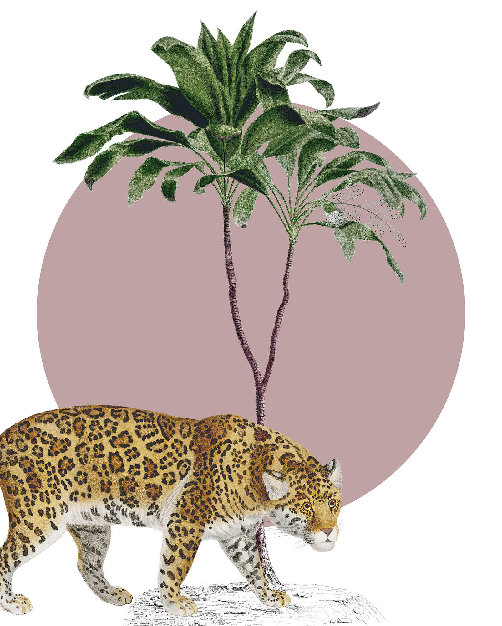 Komar Poster Botanical Garden Jaguar Dschungeltiere B/L: ca. 40x50 cm günstig online kaufen