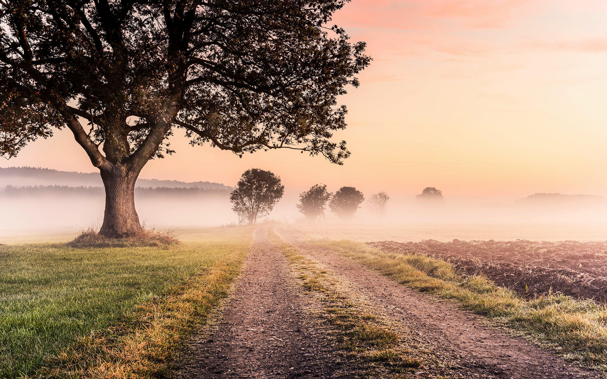 Komar Fototapete Misty Morning B/L: ca. 400x250 cm