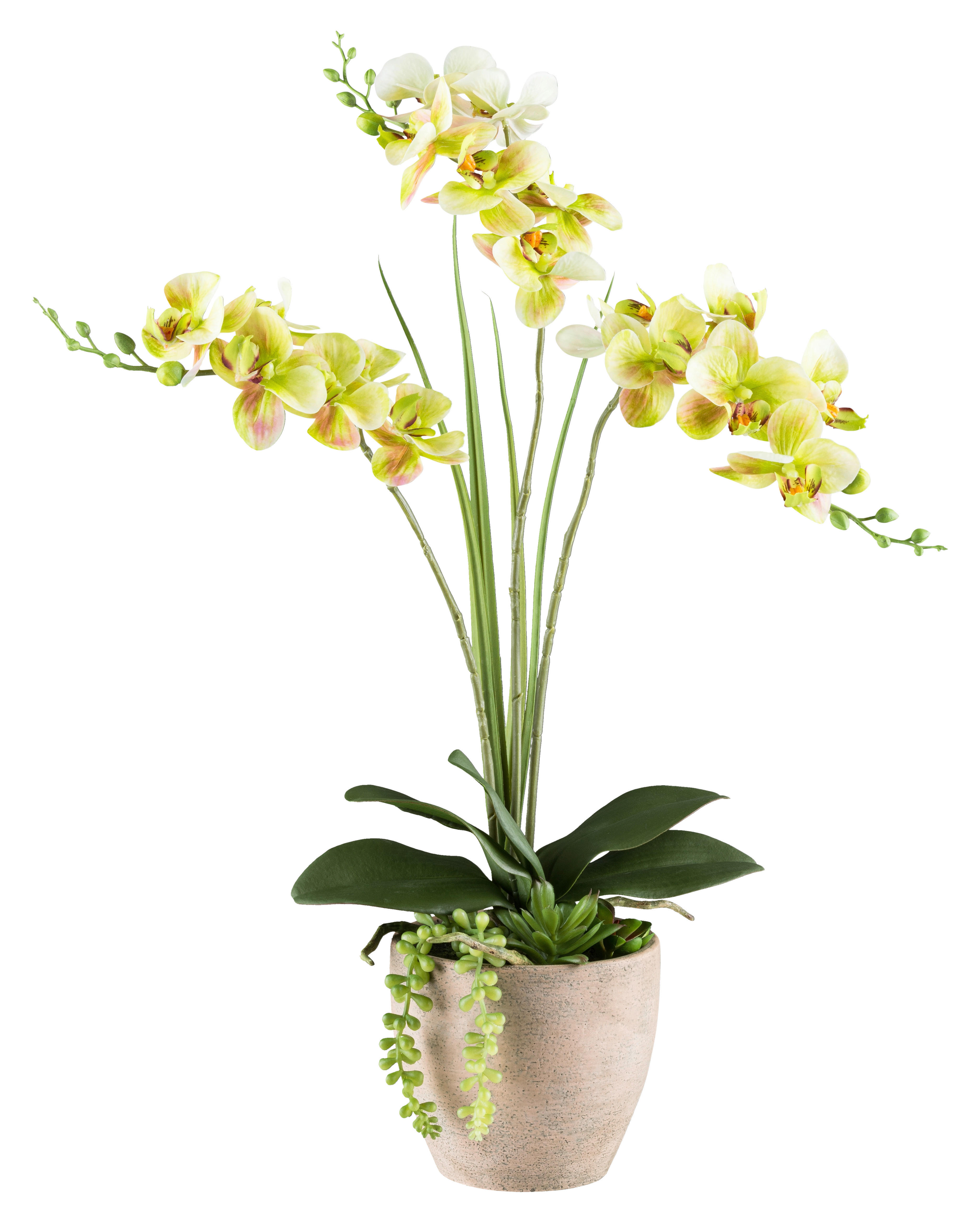 Kunstpflanze Phalaenopsis-Arrangement grün Kunststoff B/H/L: ca. 17x55x17 c günstig online kaufen