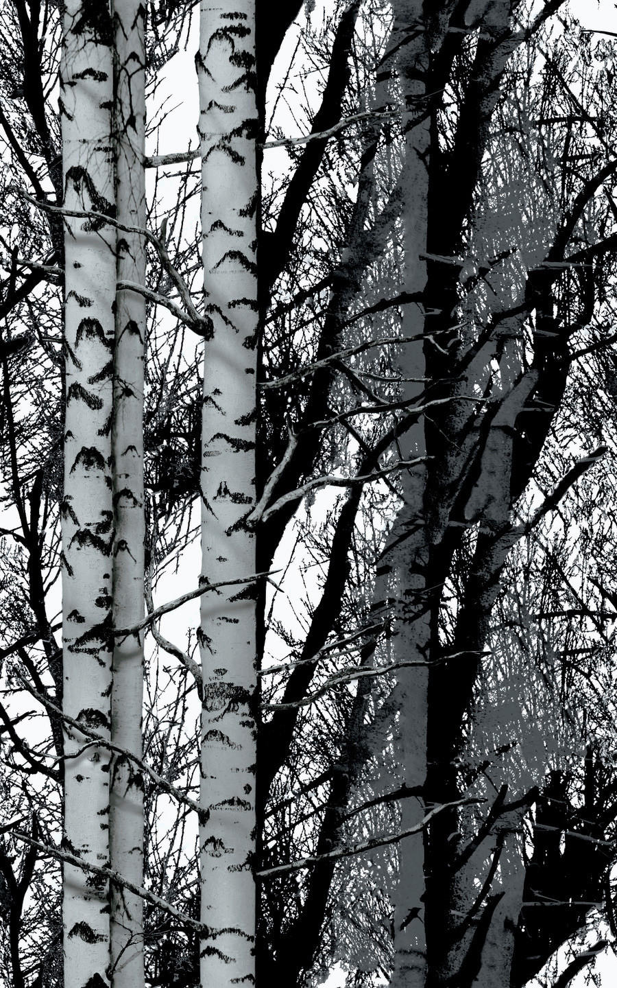 d-c-fix Dekofolie Wood schwarz weiß B/L: ca. 45x200 cm Klebefolie_Wood - weiß/schwarz (45,00/200,00cm)