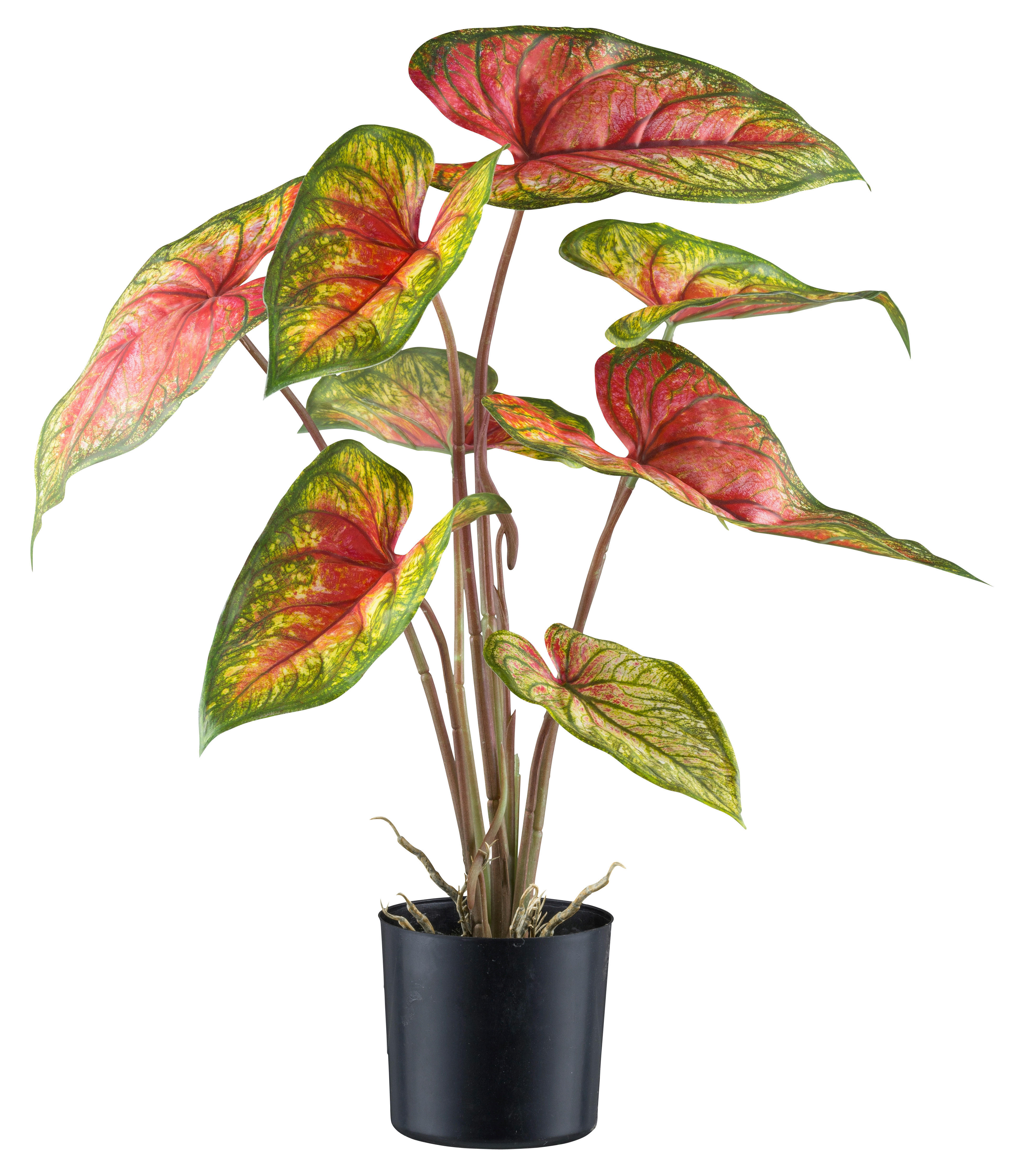 Kunstpflanze Caladium Red Flash grün Kunststoff B/H/L: ca. 17x55x17 cm günstig online kaufen