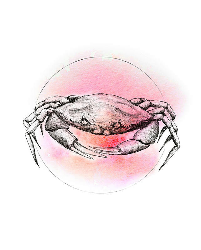 Komar Poster Crab Watercolor günstig online kaufen