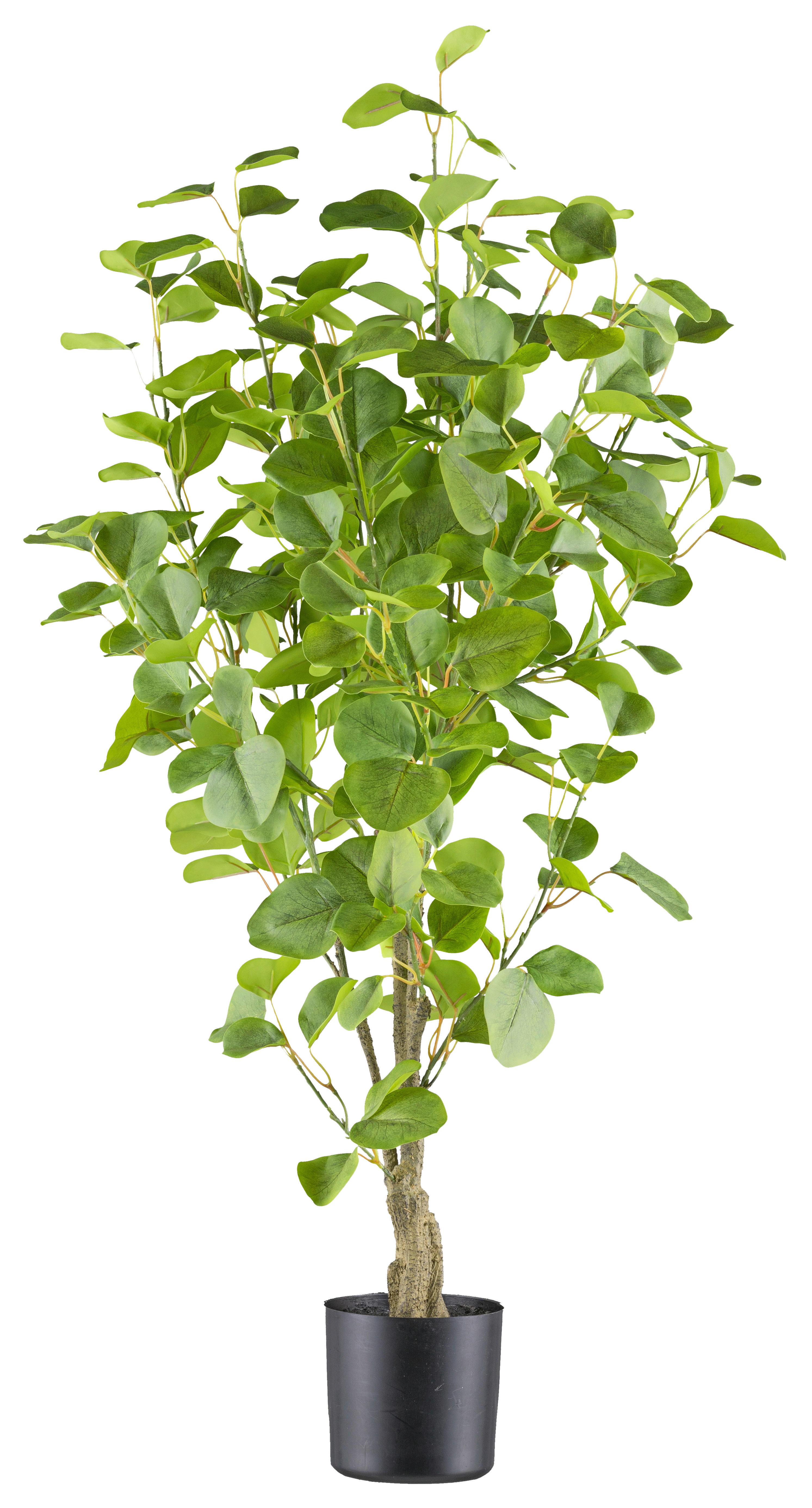 Kunstpflanze Eukalyptus grün Kunststoff B/H/L: ca. 21x85x21 cm Eukalyptus - grün (21,00/21,00/85,00cm)
