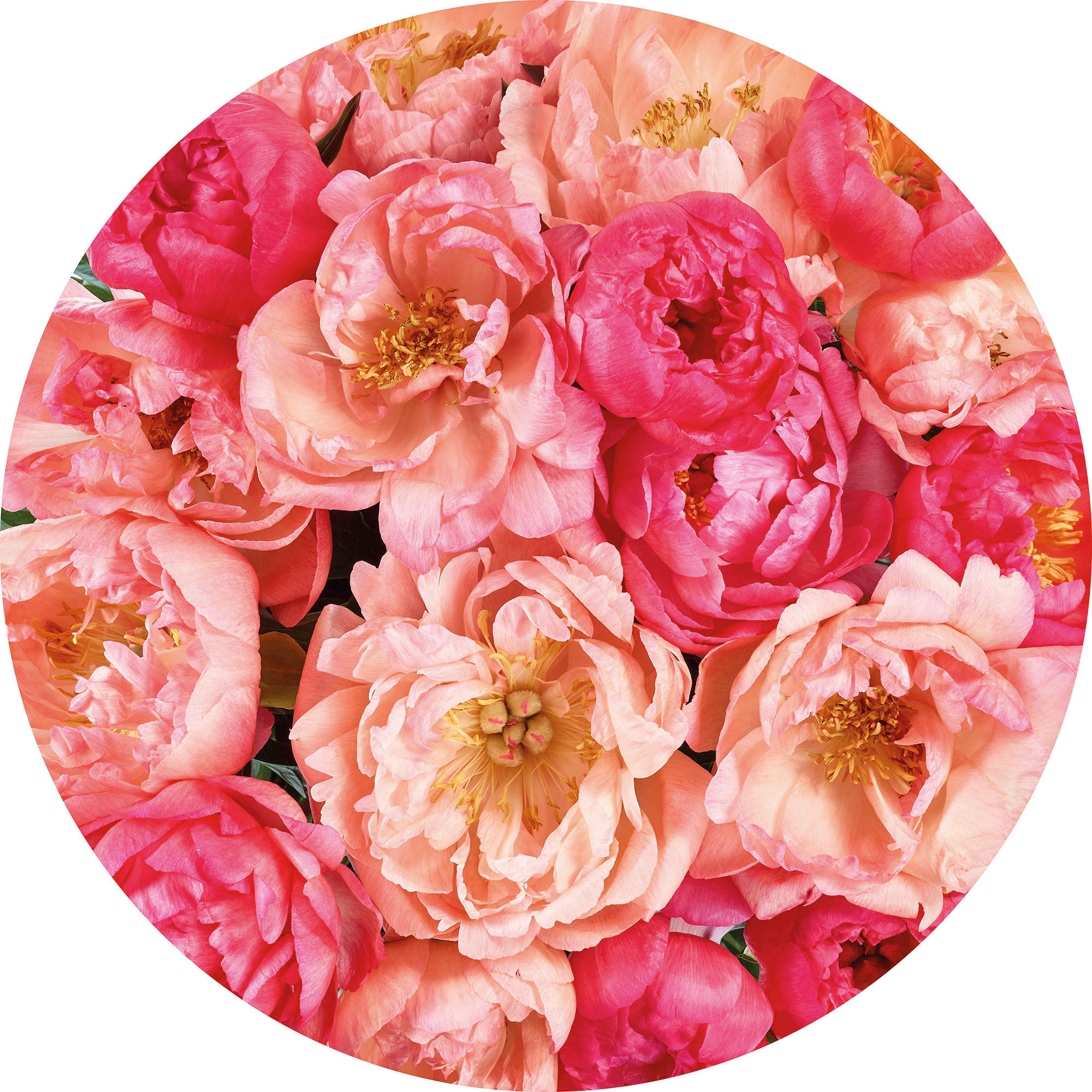 Komar Fototapete Roseraie D: ca. 125 cm Roseraie - (125,00cm) - Komar