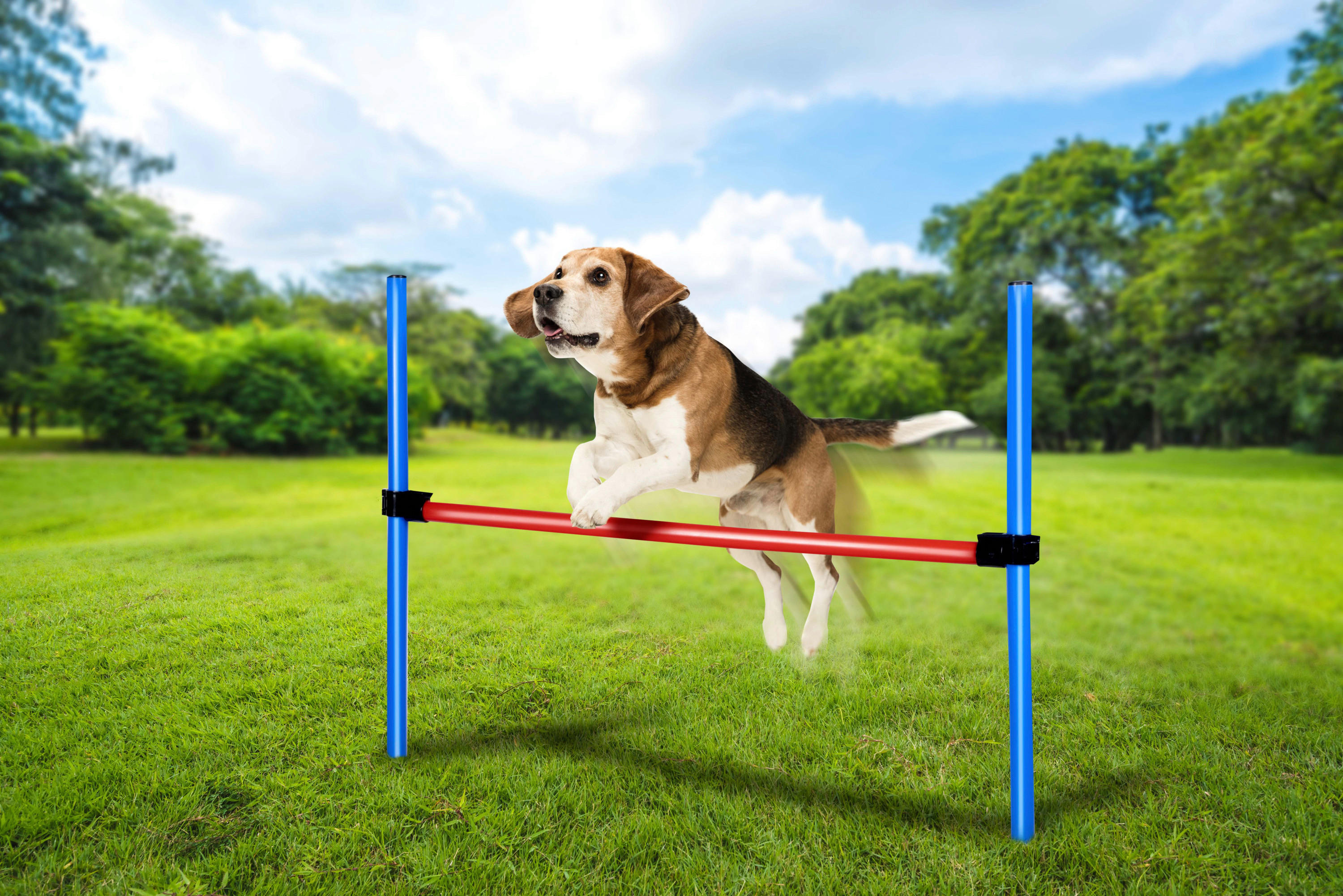 Pet Toys Agility Hürdenset blau Kunststoff Agility_Hürdenset - blau/rot - Pet Toys