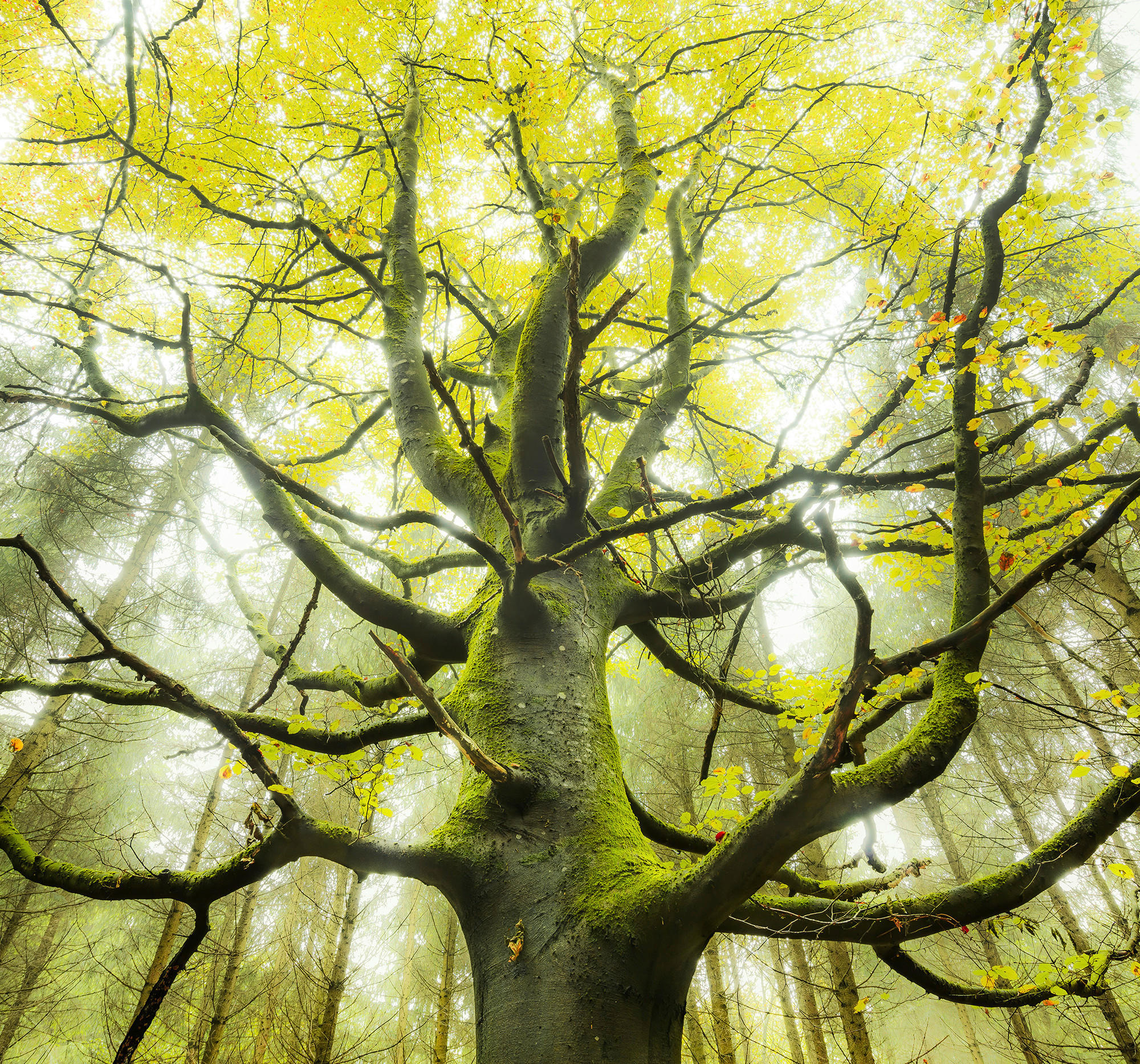 Komar Fototapete Der Traumbaum B/L: ca. 300x280 cm Der Traumbaum - (300,00/280,00cm) - Komar