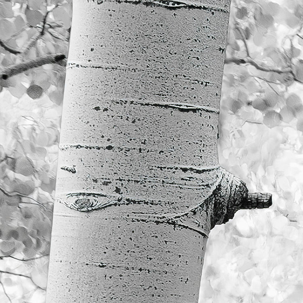 Komar Fototapete Espenwald B/L: ca. 450x280 cm Espenwald - (450,00/280,00cm) - Komar