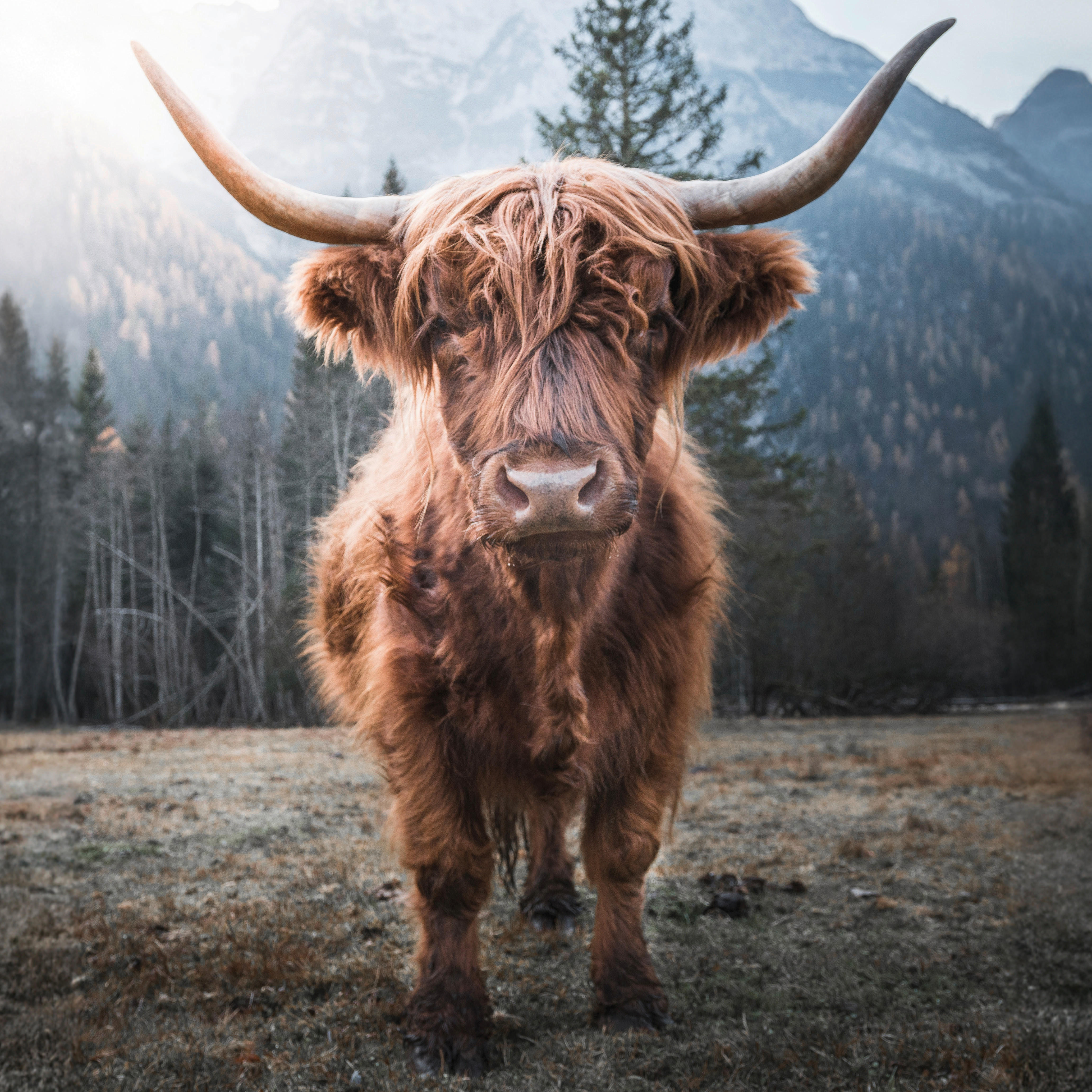 Keilrahmenbild Keilrahmenbild 35x35cm - (35,00/35,00cm)