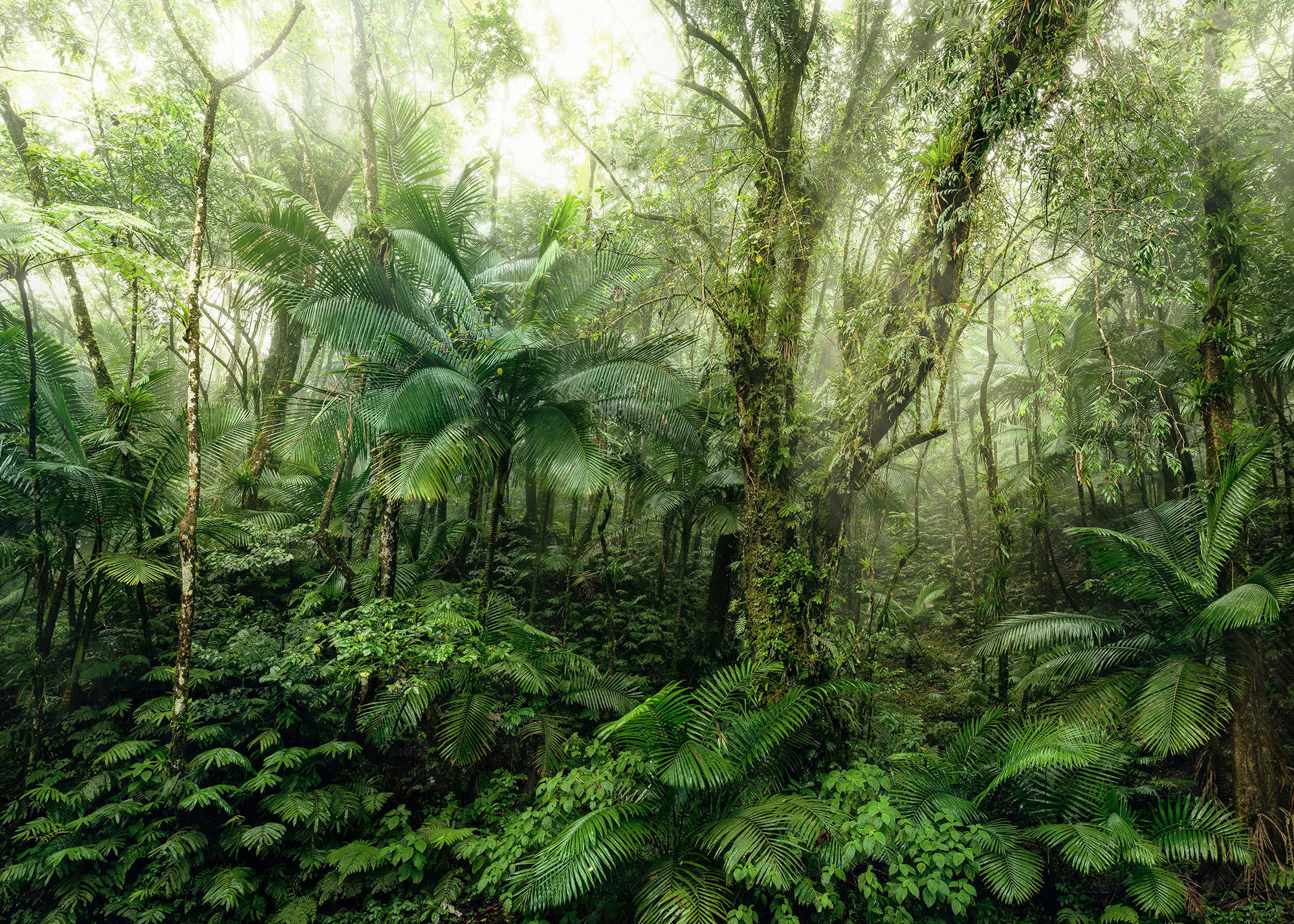 Komar Fototapete Mindfulness Wald B/L: ca. 350x250 cm Mindfulness - (350,00/250,00cm) - Komar