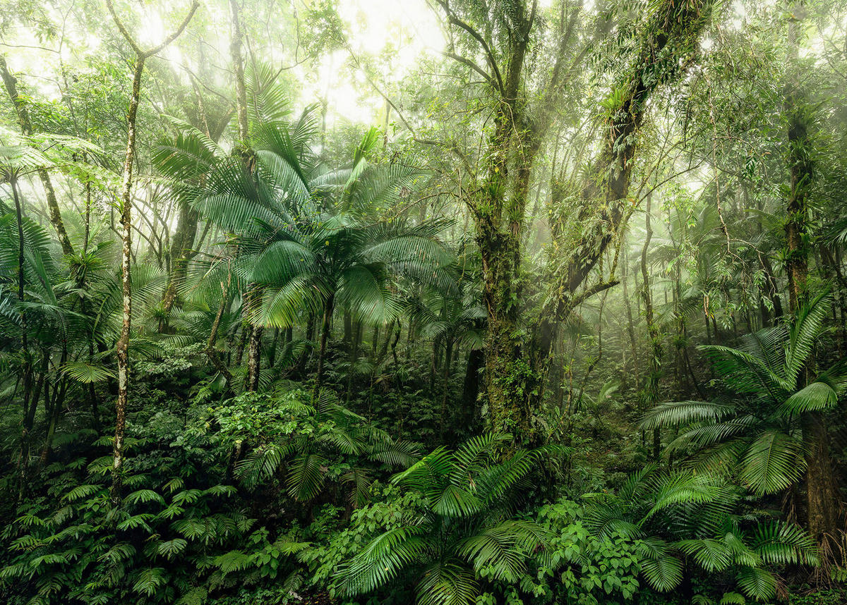 Komar Fototapete Mindfulness Wald B/L: ca. 350x250 cm Mindfulness - (350,00/250,00cm) - Komar