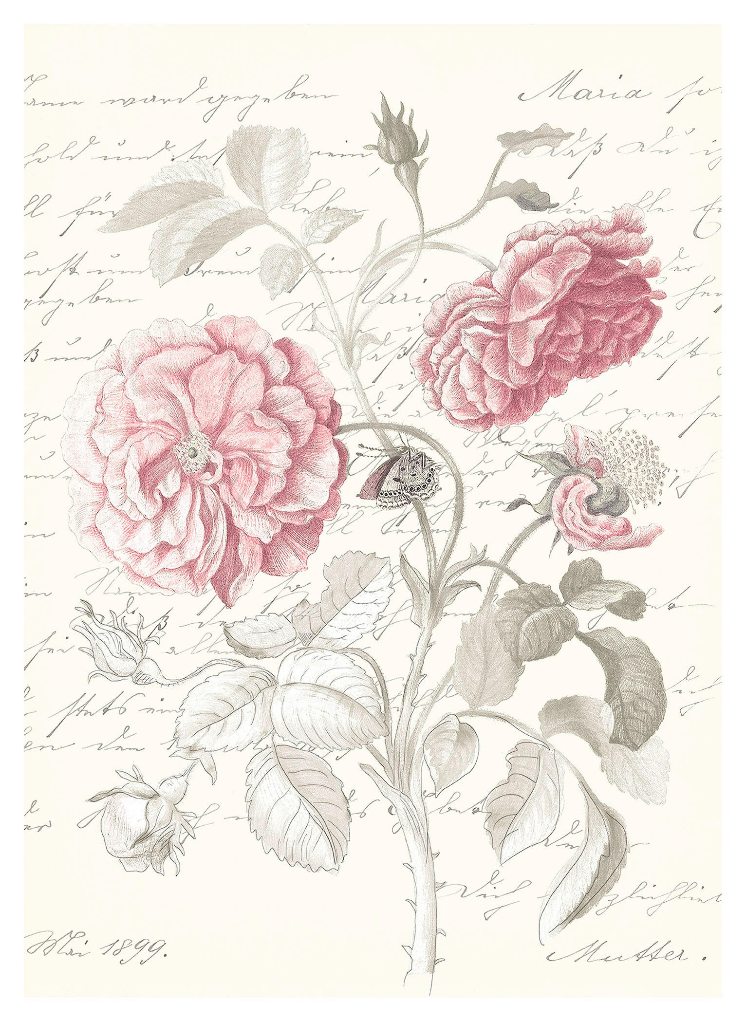 Komar Poster Poème Rose Rosen B/L: ca. 50x70 cm