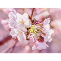 Komar Fototapete Pink Blossom Blumen B/L: ca. 248x184 cm Pink Blossom - (248,00/184,00cm) - Komar