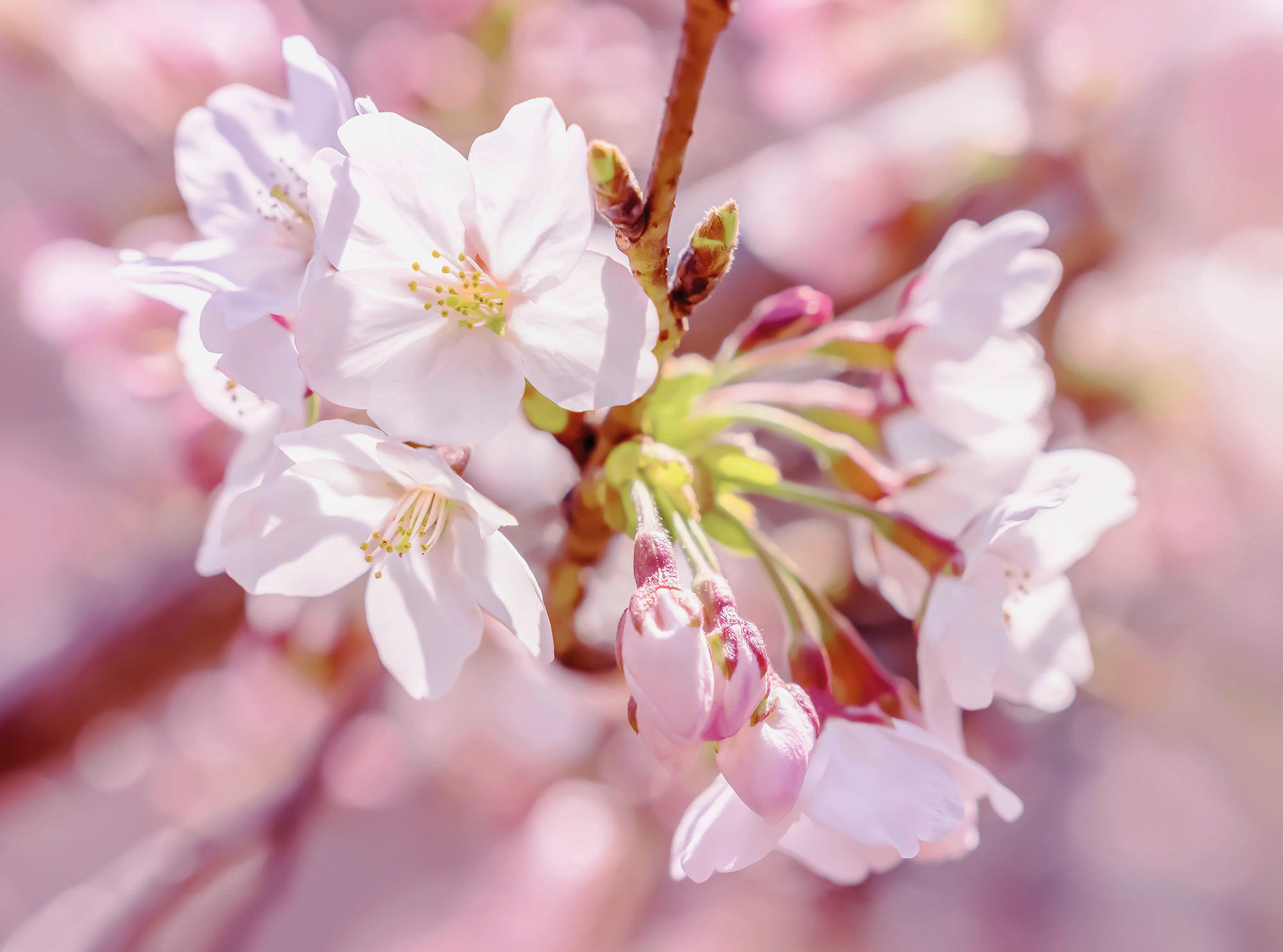 Komar Fototapete Pink Blossom Blumen B/L: ca. 248x184 cm günstig online kaufen