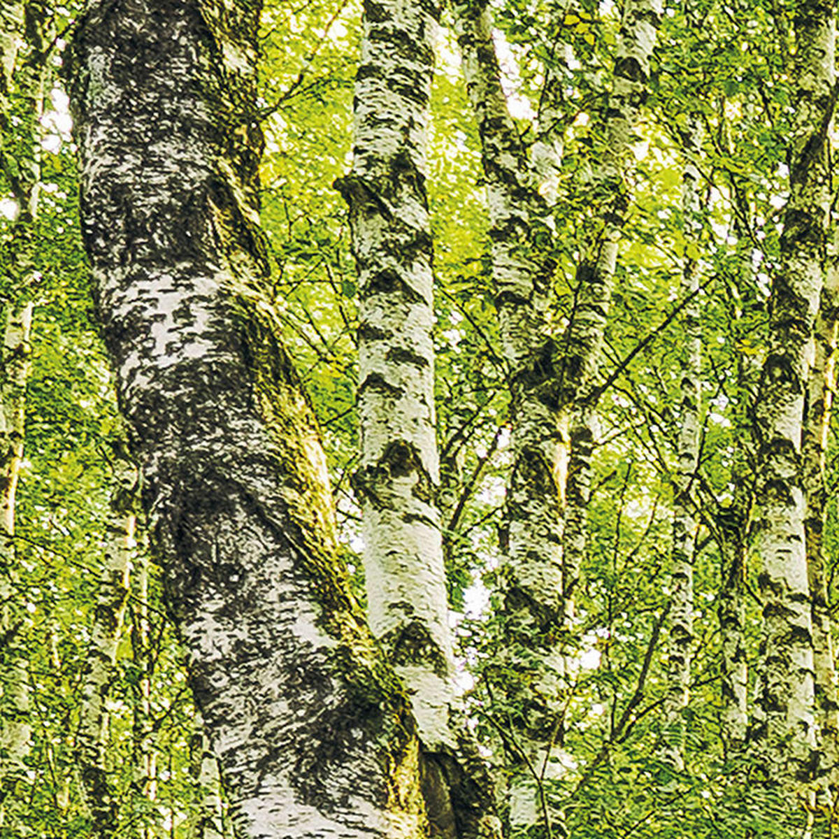Komar Fototapete Birch Trees B/L: ca. 400x250 cm Birch Trees - (400,00/250,00cm) - Komar