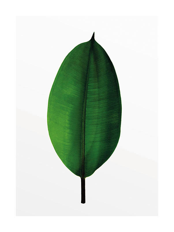 Komar Wandbild Ficus Leaf Pflanzen B/L: ca. 30x40 cm