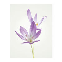 Komar Poster Autumn Crocus Blumen B/L: ca. 40x50 cm Autumn Crocus - (40,00/50,00cm) - Komar