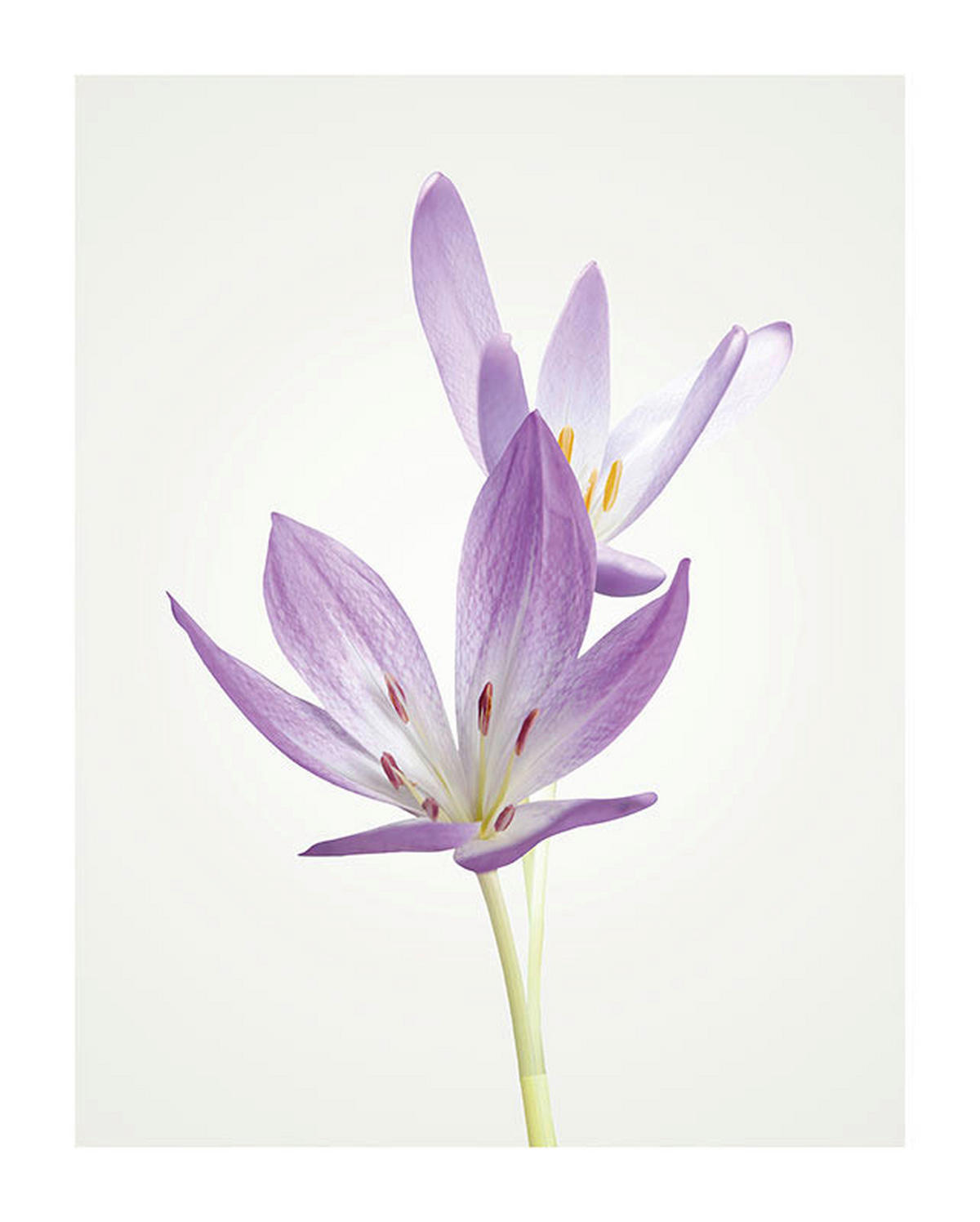 Komar Poster Autumn Crocus Blumen B/L: ca. 40x50 cm Autumn Crocus - (40,00/50,00cm) - Komar