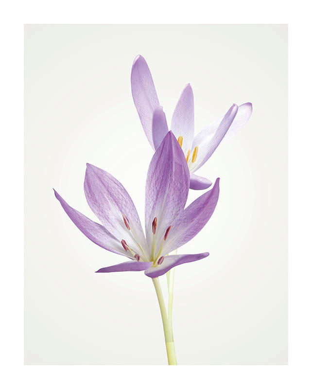 Komar Wandbild Autumn Crocus Blumen B/L: ca. 40x50 cm