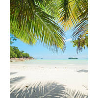 Komar Fototapete Under The Palmtree B/L: ca. 200x250 cm Under The Palmtree - (200,00/250,00cm) - Komar