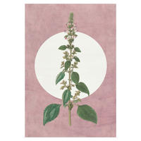 Komar Poster Menthe en Croissance Pflanzen B/L: ca. 50x70 cm Menthe en Croissance - (50,00/70,00cm) - Komar