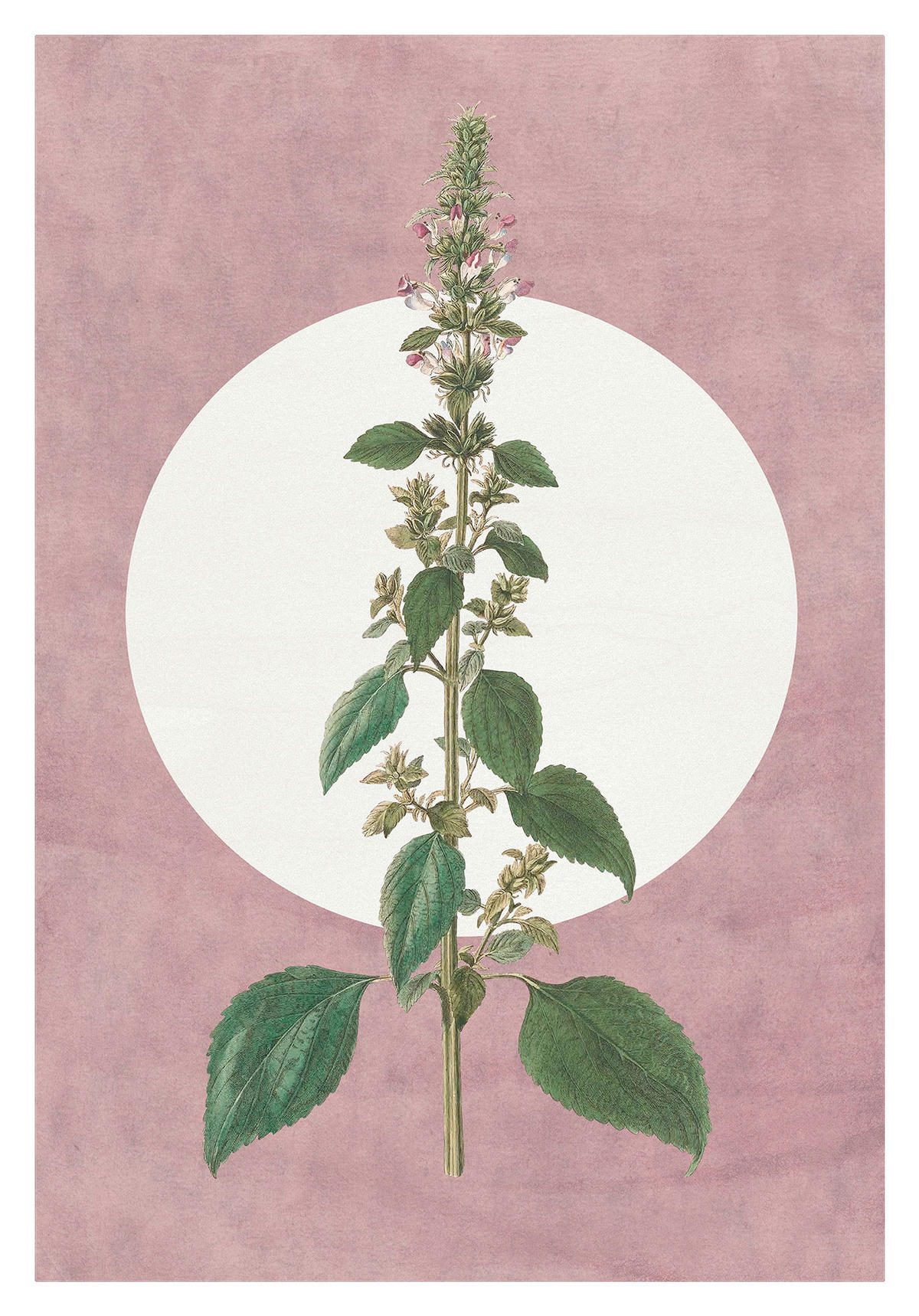 Komar Poster Menthe en Croissance Pflanzen B/L: ca. 50x70 cm Menthe en Croissance - (50,00/70,00cm) - Komar