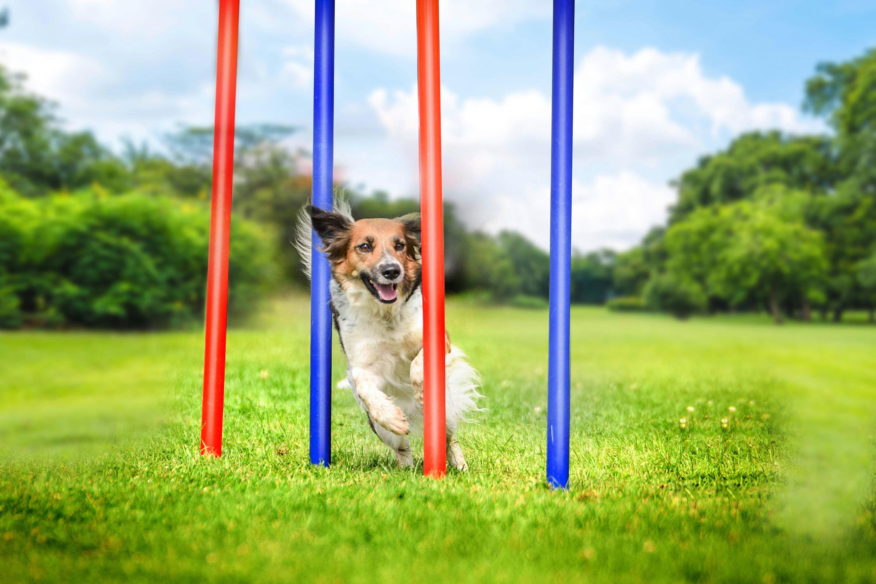 Pet Toys Agility Slalomset blau Kunststoff Agility_Slalomset - blau/rot - Pet Toys