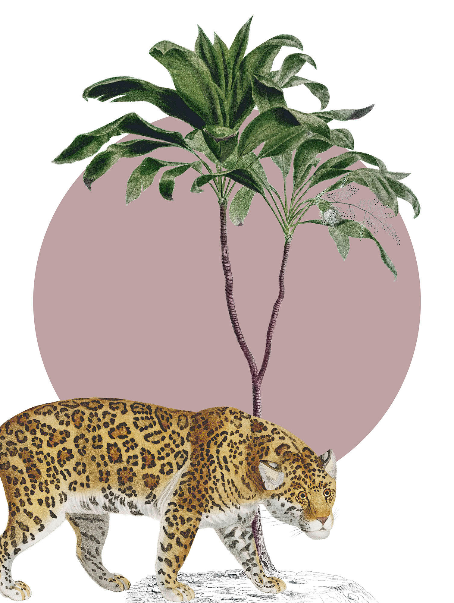 Komar Poster Botanical Garden Jaguar Dschungeltiere B/L: ca. 30x40 cm günstig online kaufen