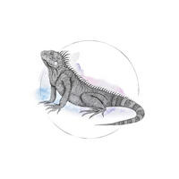 Komar Poster Iguana Watercolor Tiere B/L: ca. 50x70 cm Iguana Watercolor - (50,00/70,00cm) - Komar