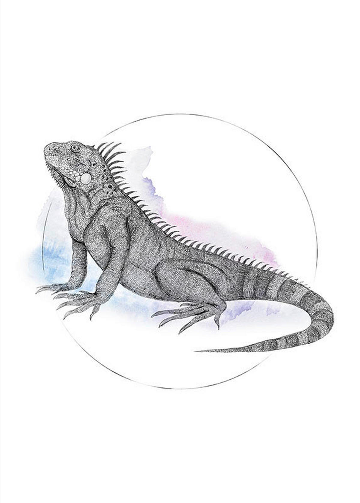 Komar Poster Iguana Watercolor Tiere B/L: ca. 50x70 cm Iguana Watercolor - (50,00/70,00cm) - Komar