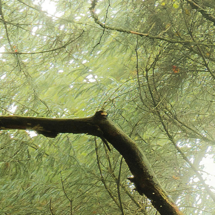 Komar Fototapete Der Traumbaum B/L: ca. 450x280 cm Der Traumbaum - (450,00/280,00cm) - Komar