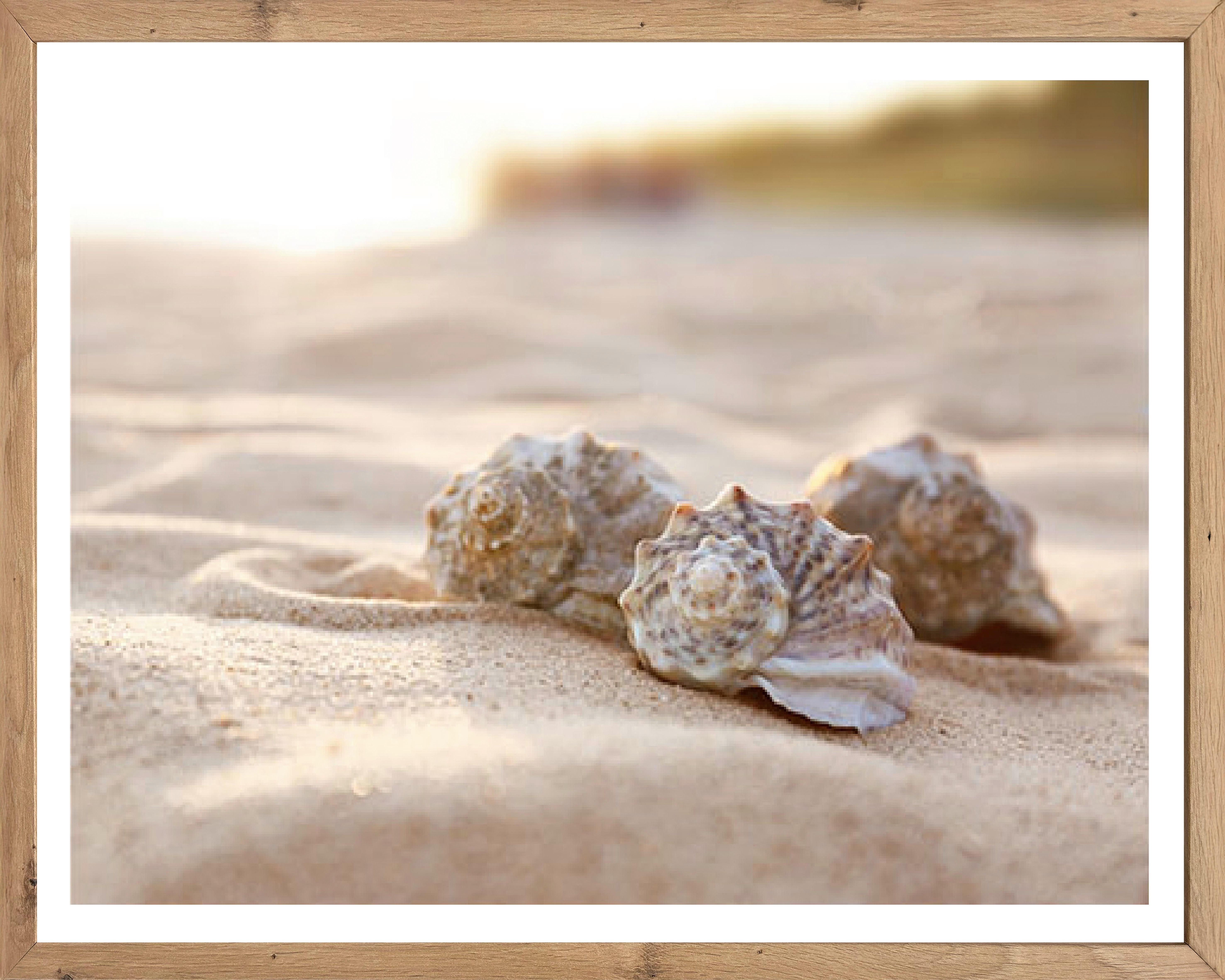 Gerahmtes Bild Muscheln B/H: ca. 50x40 cm Bild_Cheb 40x50cm - (50,00/40,00cm)