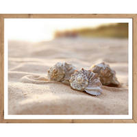 Gerahmtes Bild Muscheln B/H: ca. 50x40 cm Bild_Cheb 40x50cm - (50,00/40,00cm)