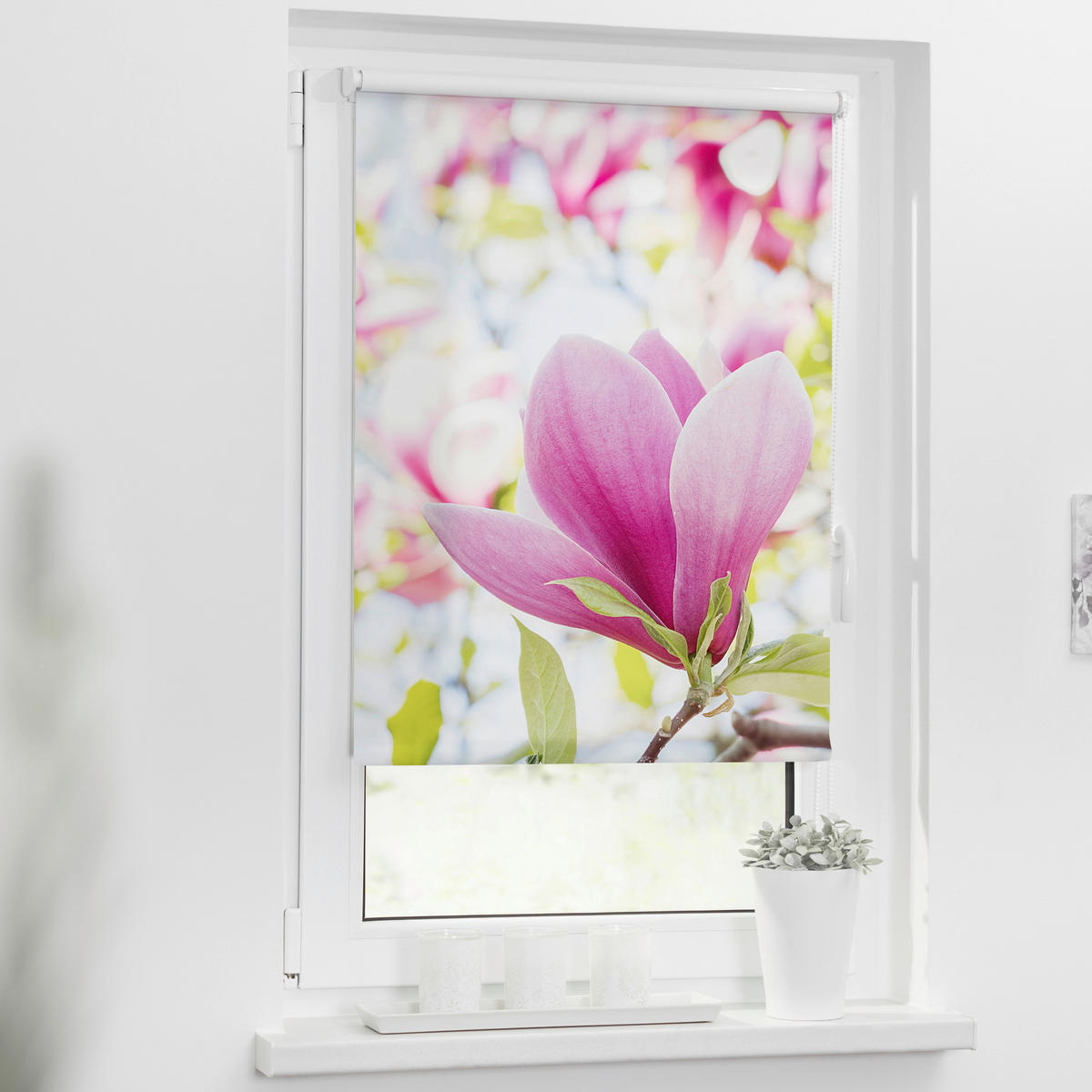 Verdunkelungsrollo Magnolie rosa B/L: ca. 60x150 cm Magnolie - rosa (60,00/150,00cm) - LICHTBLICK