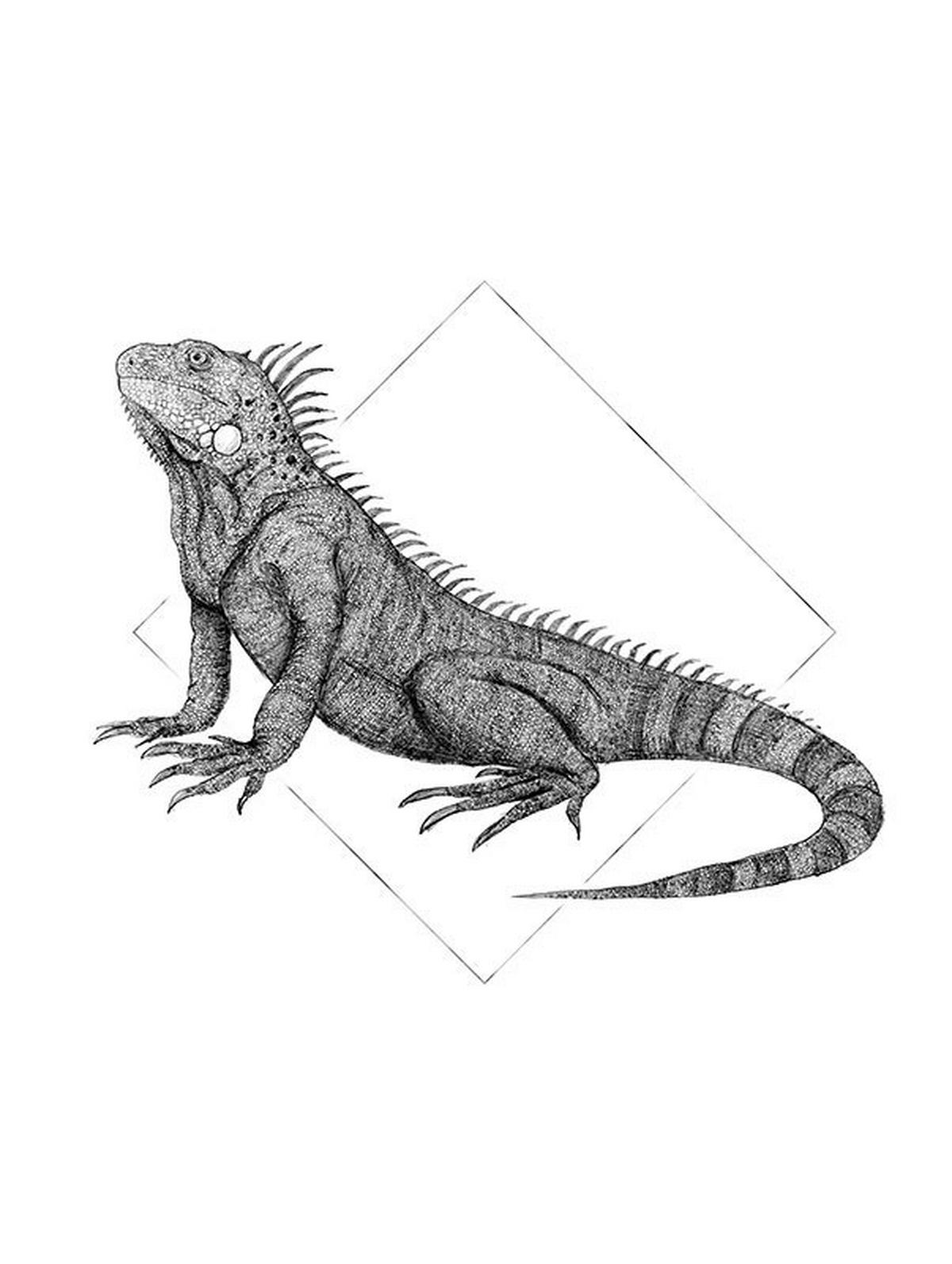 Komar Poster Iguana White Tiere B/L: ca. 30x40 cm Iguana White - (30,00/40,00cm) - Komar