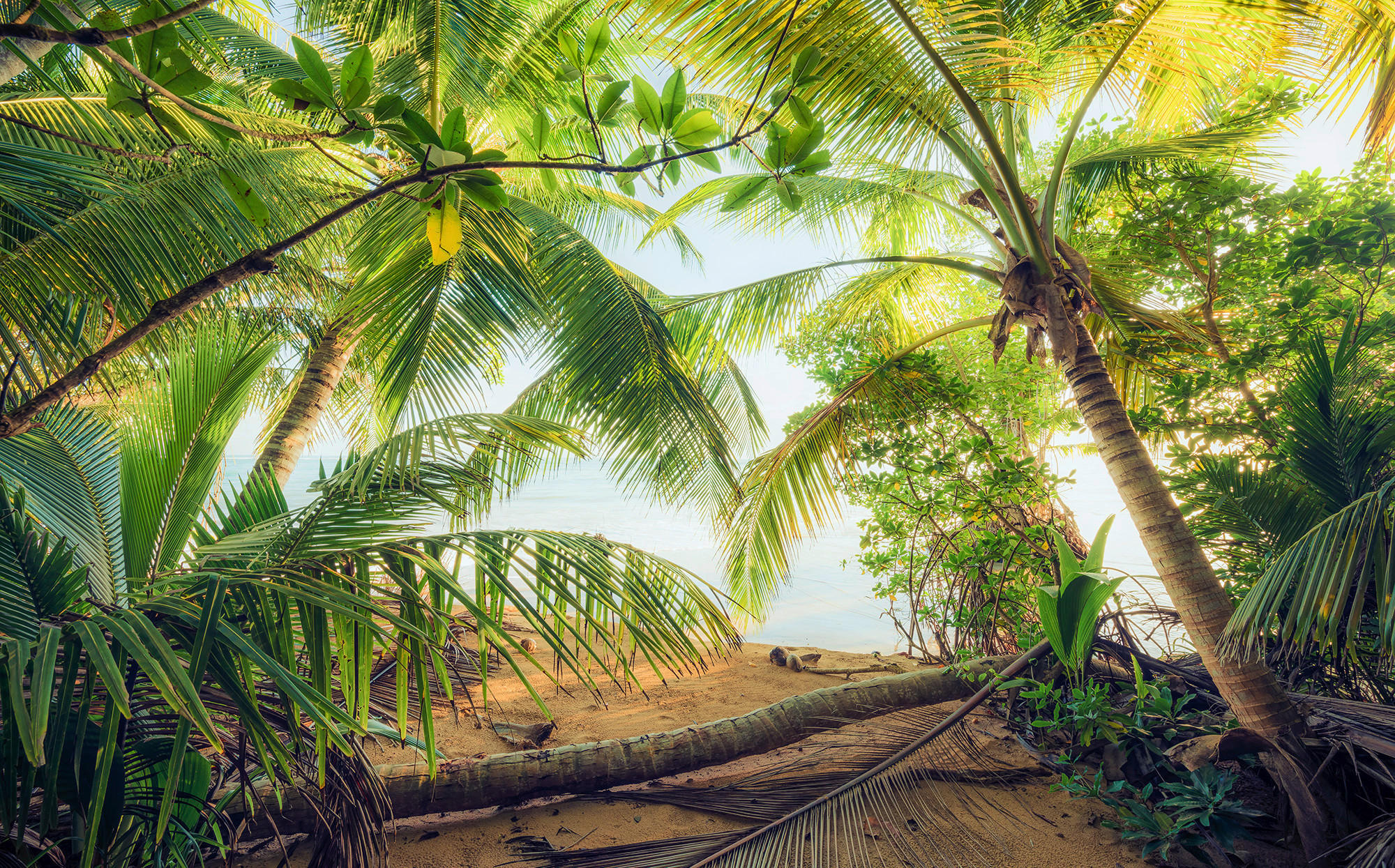 Komar Fototapete Piratenversteck B/L: ca. 450x280 cm Piratenversteck - (450,00/280,00cm) - Komar