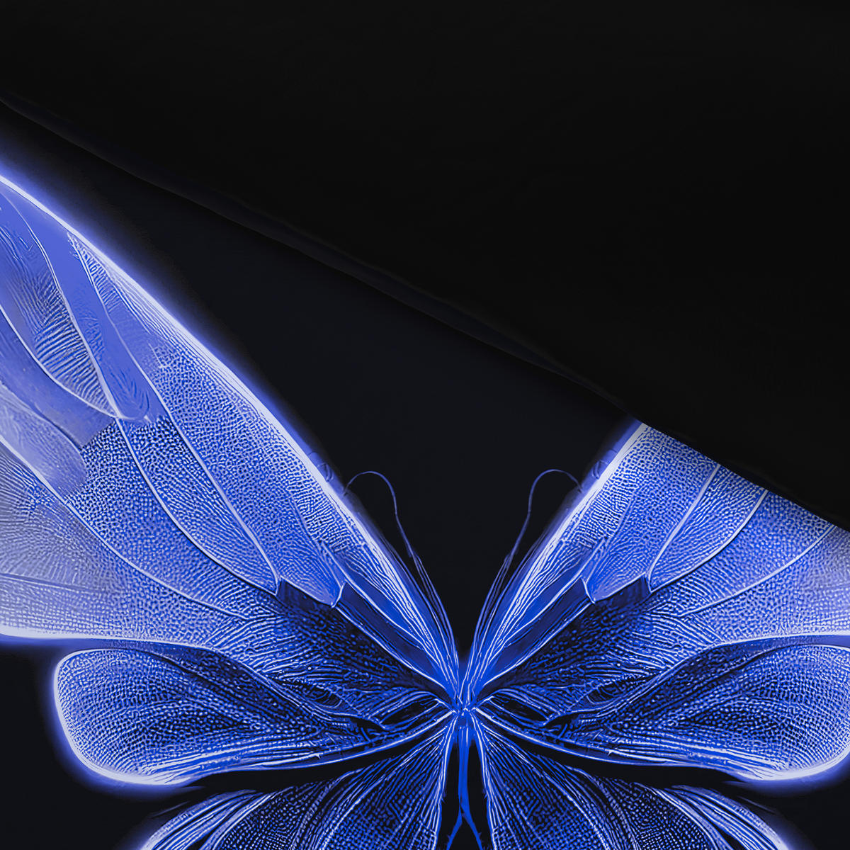Microfaser Bettwäsche Wendebettwäsche_Microf._Schmetter. - blau/schwarz (135,00/200,00cm) - beau rêve