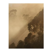Komar Poster Golden Light Wald B/L: ca. 40x50 cm Golden Light - (40,00/50,00cm) - Komar