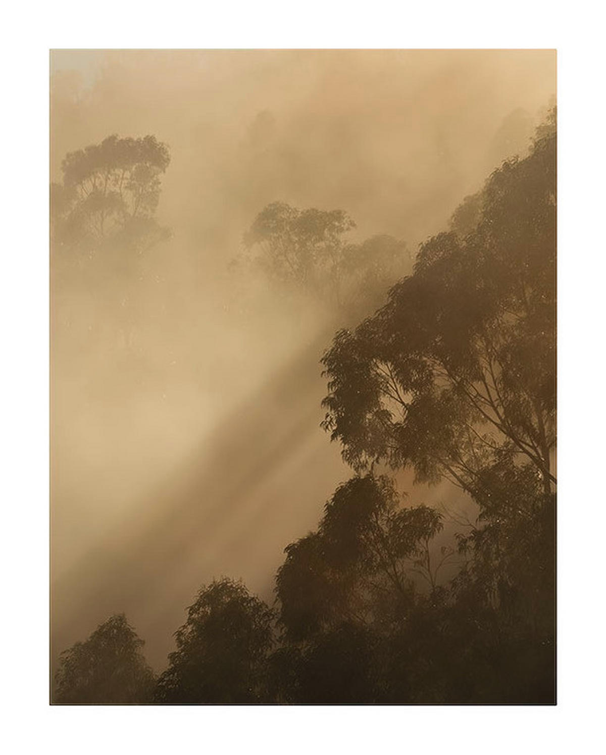 Komar Poster Golden Light Wald B/L: ca. 40x50 cm Golden Light - (40,00/50,00cm) - Komar