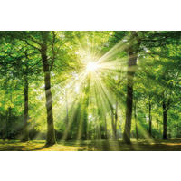 Bönninghoff Keilrahmenbild Wald B/L: ca. 78x118 cm Keilrahmenbild 78x118cm - (78,00/118,00cm) - Bönninghoff