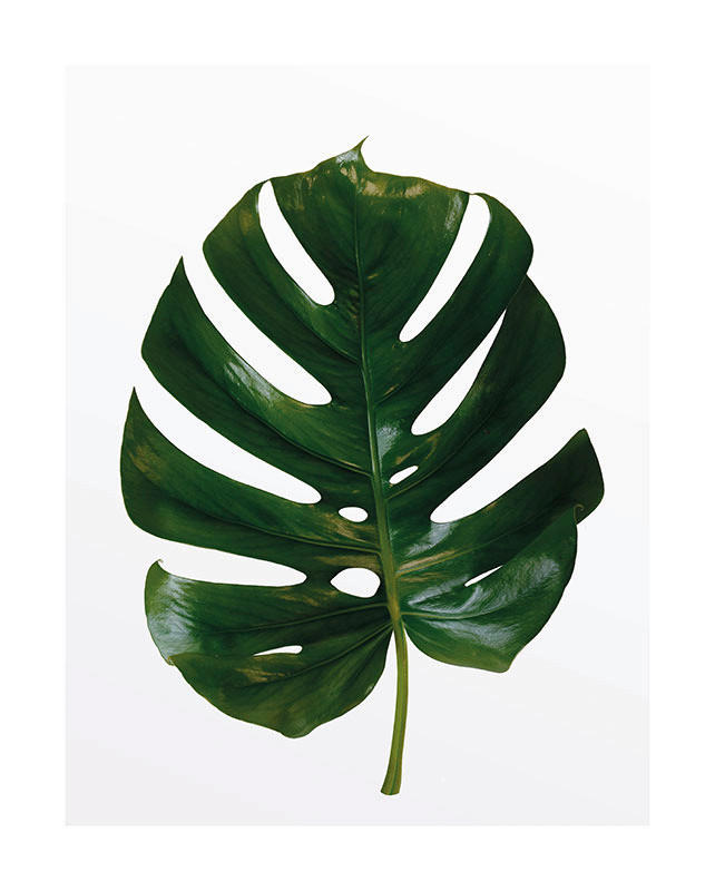 Komar Poster Monstera Leaf Pflanzen B/L: ca. 40x50 cm günstig online kaufen