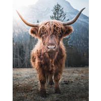 Bönninghoff Keilrahmenbild Büffel B/H/L: ca. 46x2x61 cm Keilrahmenbild 46x61cm - (61,00/46,00/2,00cm) - Bönninghoff