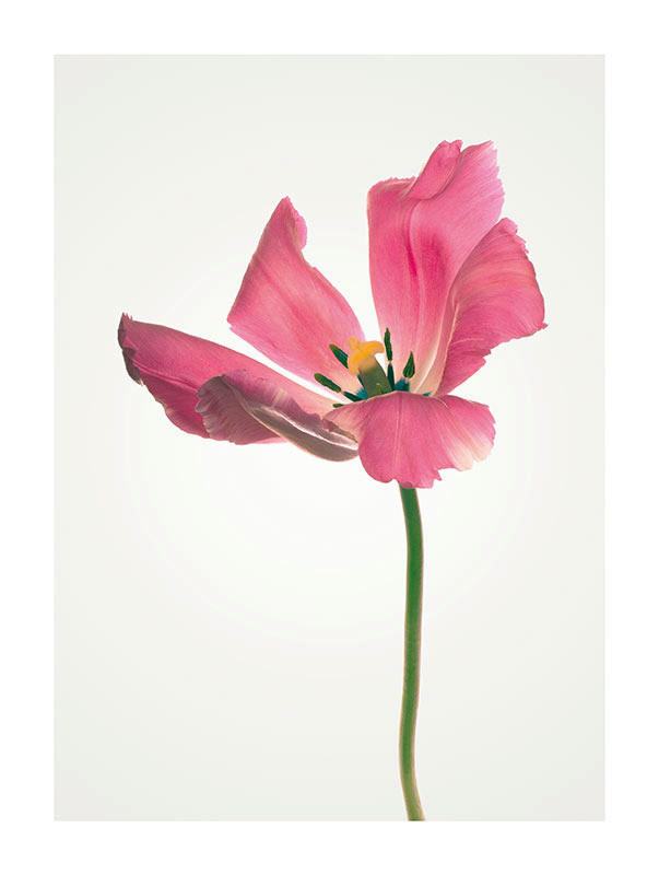 Komar Poster Tulip Tulpe B/L: ca. 30x40 cm