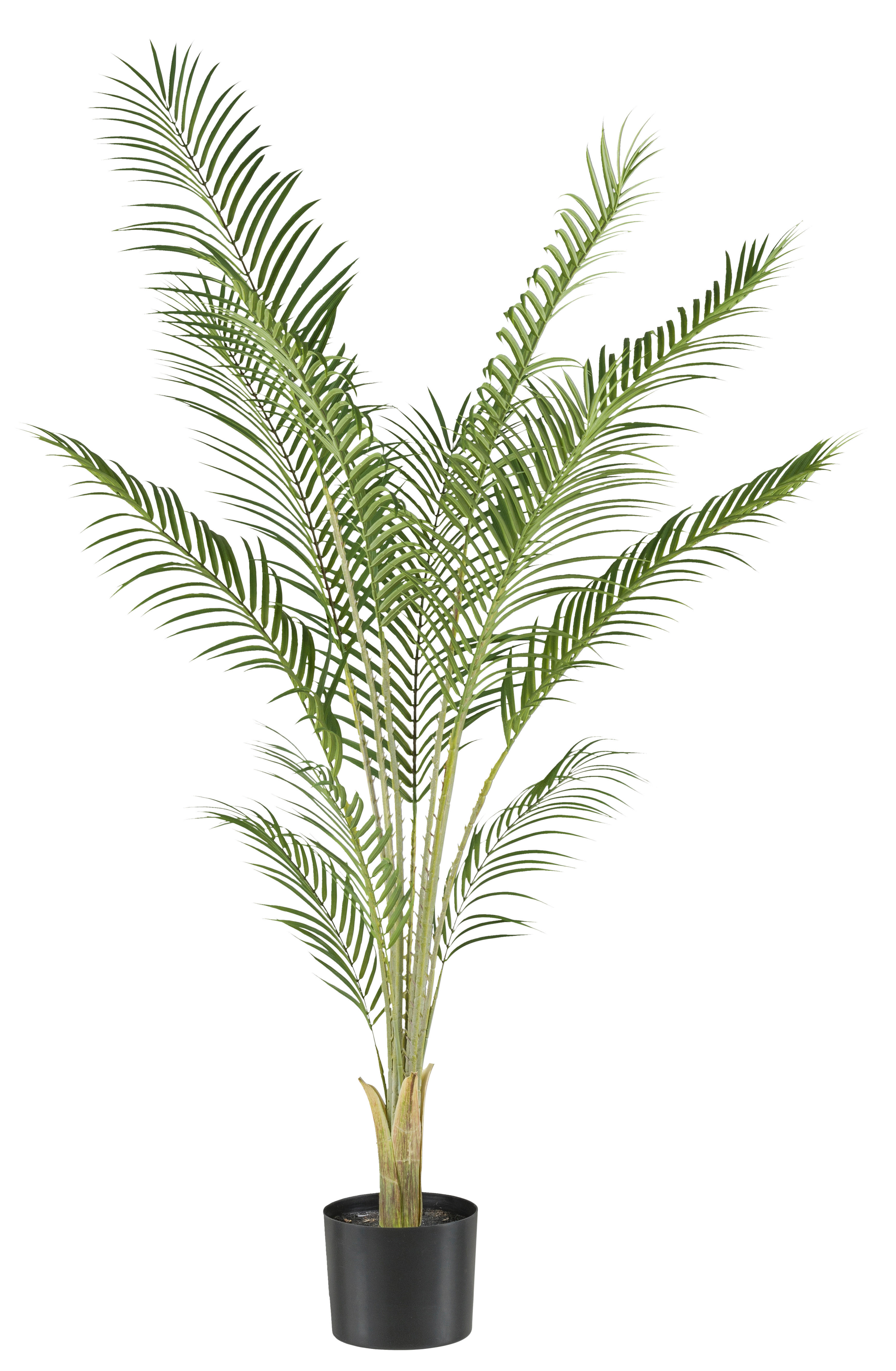Kunstpflanze Phönix Palme grün Kunststoff B/H/L: ca. 25x150x25 cm Phönix Palme - grün (25,00/25,00/150,00cm)
