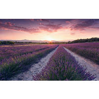 Komar Fototapete Lavender Dream B/L: ca. 450x280 cm Lavender Dream - (450,00/280,00cm) - Komar