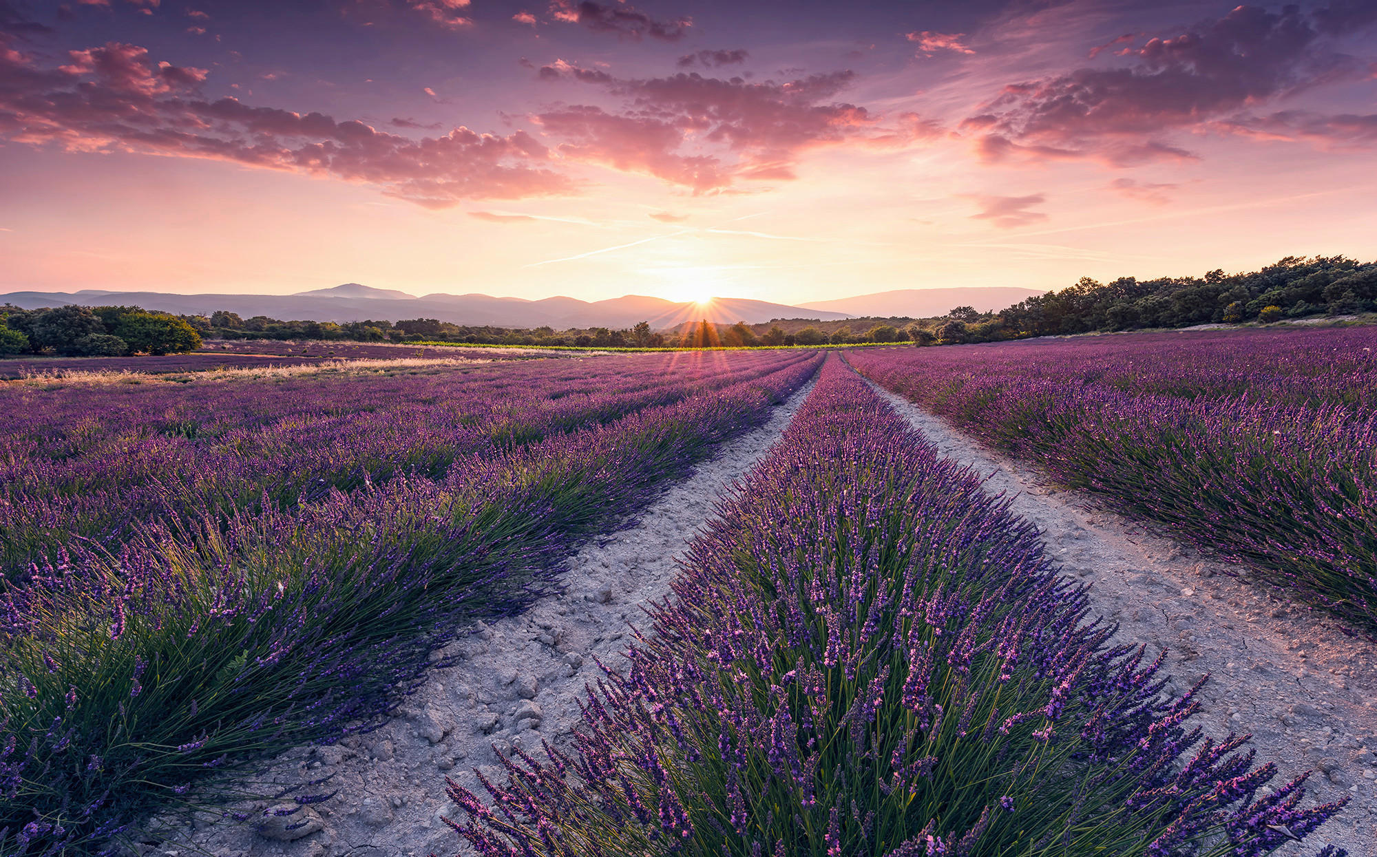 Sanders & Sanders Fototapete Lavendellandschaft Pastellviolett 450 x 280 cm günstig online kaufen