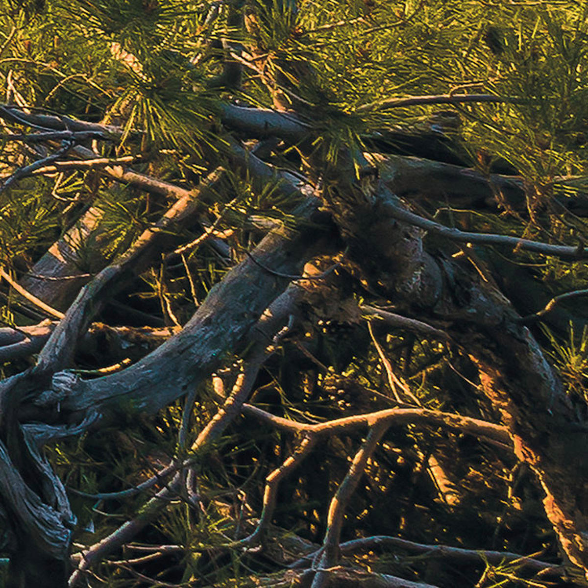 Komar Fototapete Southern Light B/L: ca. 400x250 cm Southern Light - (400,00/250,00cm) - Komar