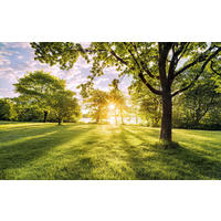 Komar Fototapete Golden Moment B/L: ca. 400x250 cm Golden Moment - (400,00/250,00cm) - Komar