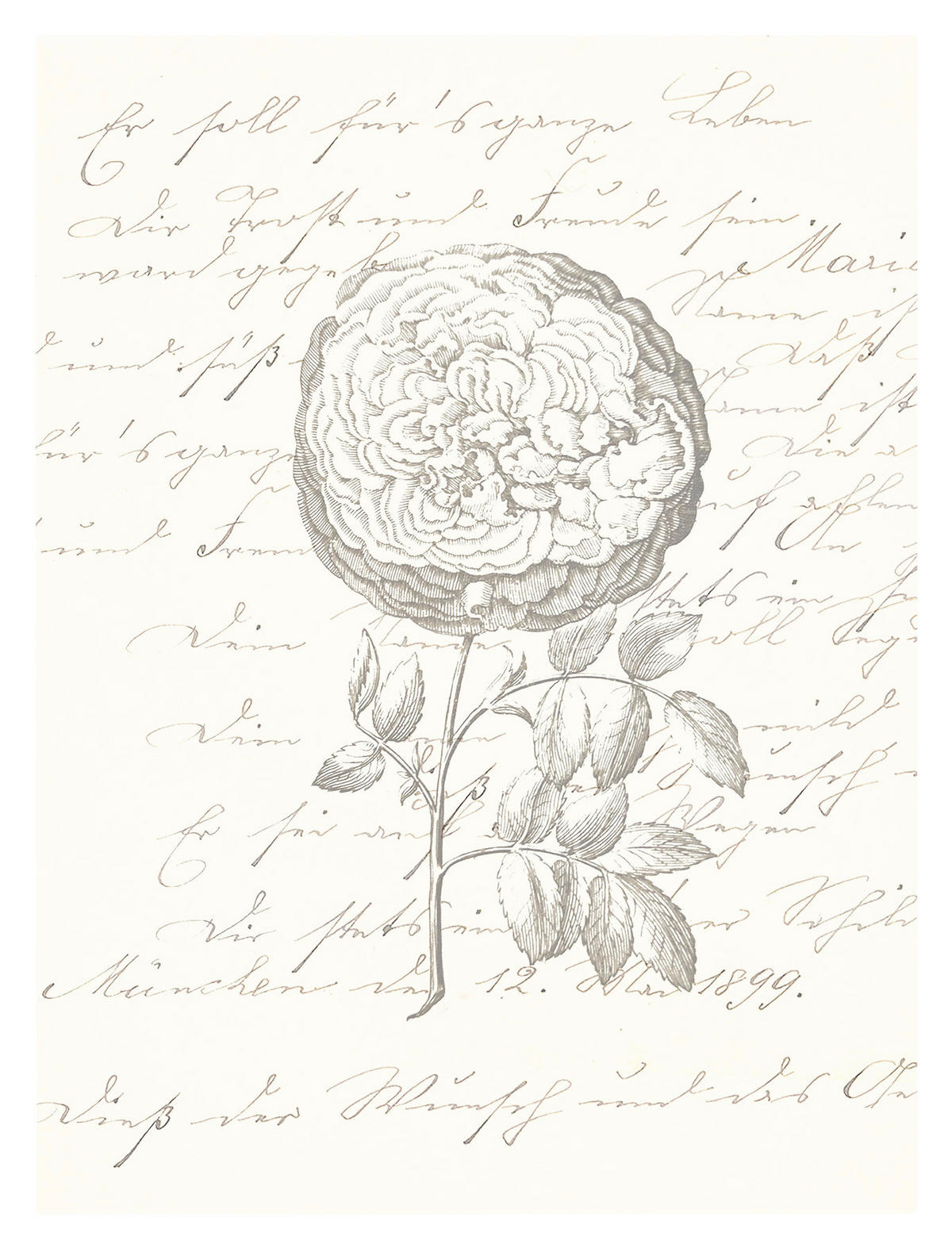 Komar Poster Ma Chérie Rose B/L: ca. 40x50 cm Ma Chérie - (40,00/50,00cm) - Komar